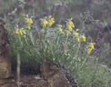 Onosma caucasica. Цветущее растение. Карачаево-Черкесия, Малокарачаевский р-н, левый борт долины р. Хасаут, около 1400 м н.у.м., скальный выход. 15.07.2021.