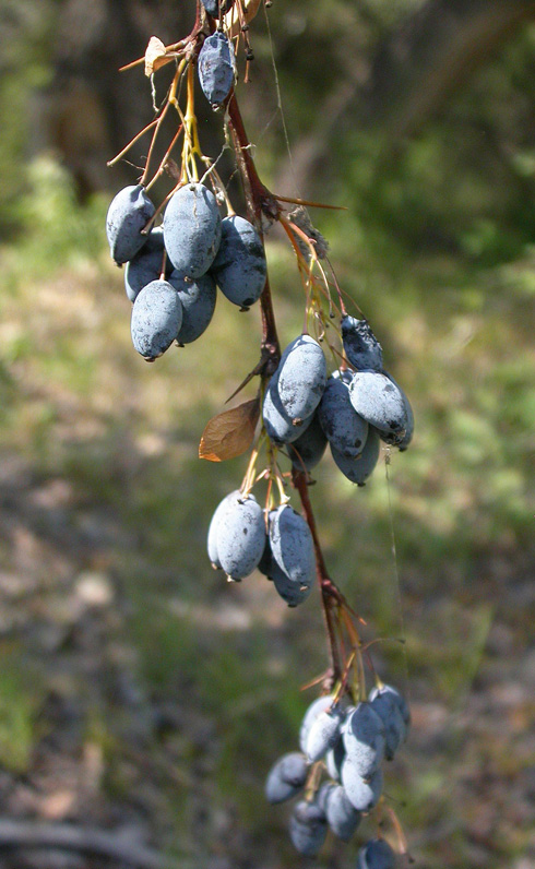 Изображение особи Berberis sphaerocarpa.