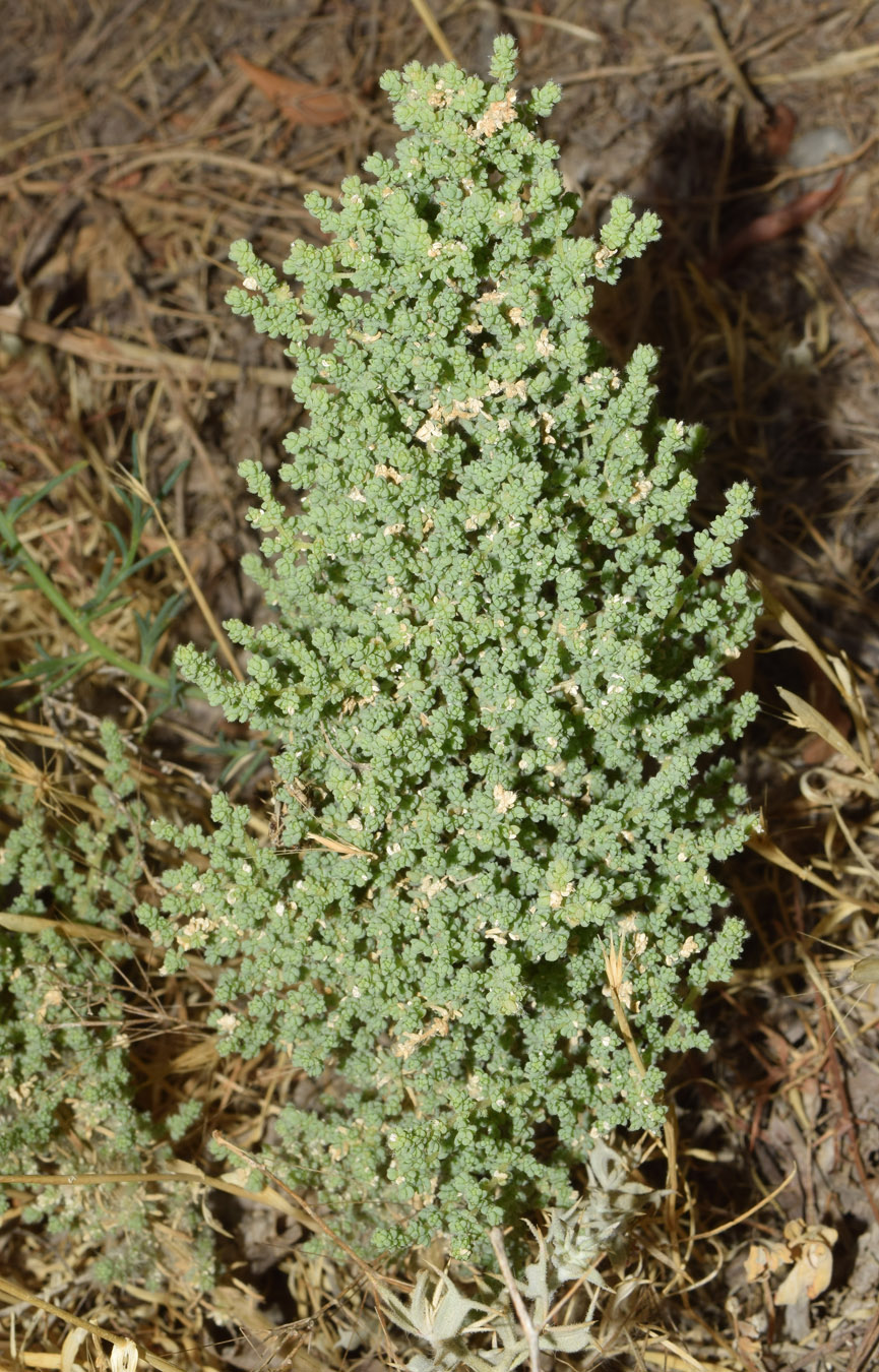 Изображение особи Salsola dendroides.