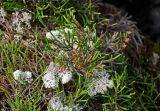 Cassiope redowskii. Поражённое (?) растение. Хабаровский край, р-н им. Полины Осипенко, хребет Дуссе-Алинь, берег оз. Тюленье, ≈ 1200 м н.у.м., поросший лишайниками каменистый склон. 20.07.2021.