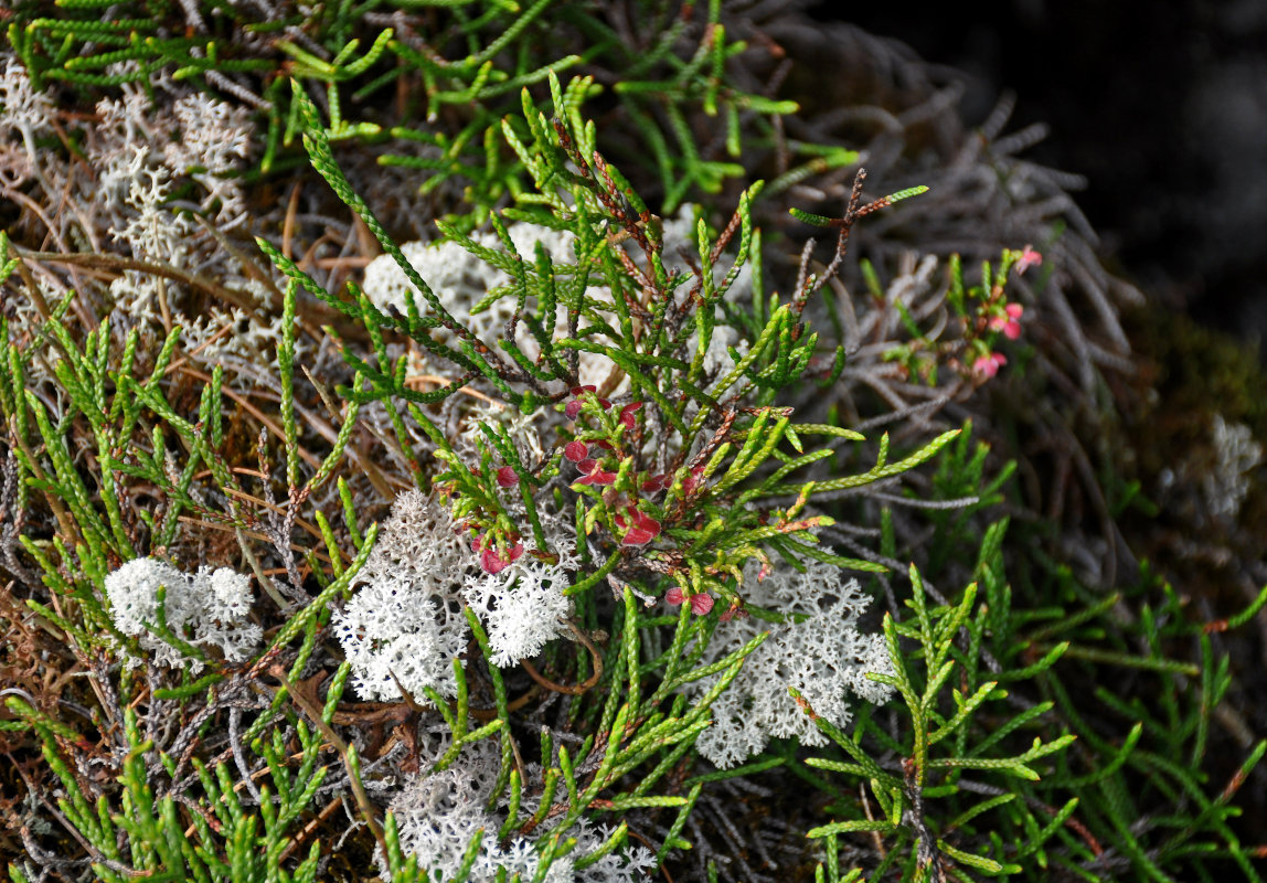 Изображение особи Cassiope redowskii.