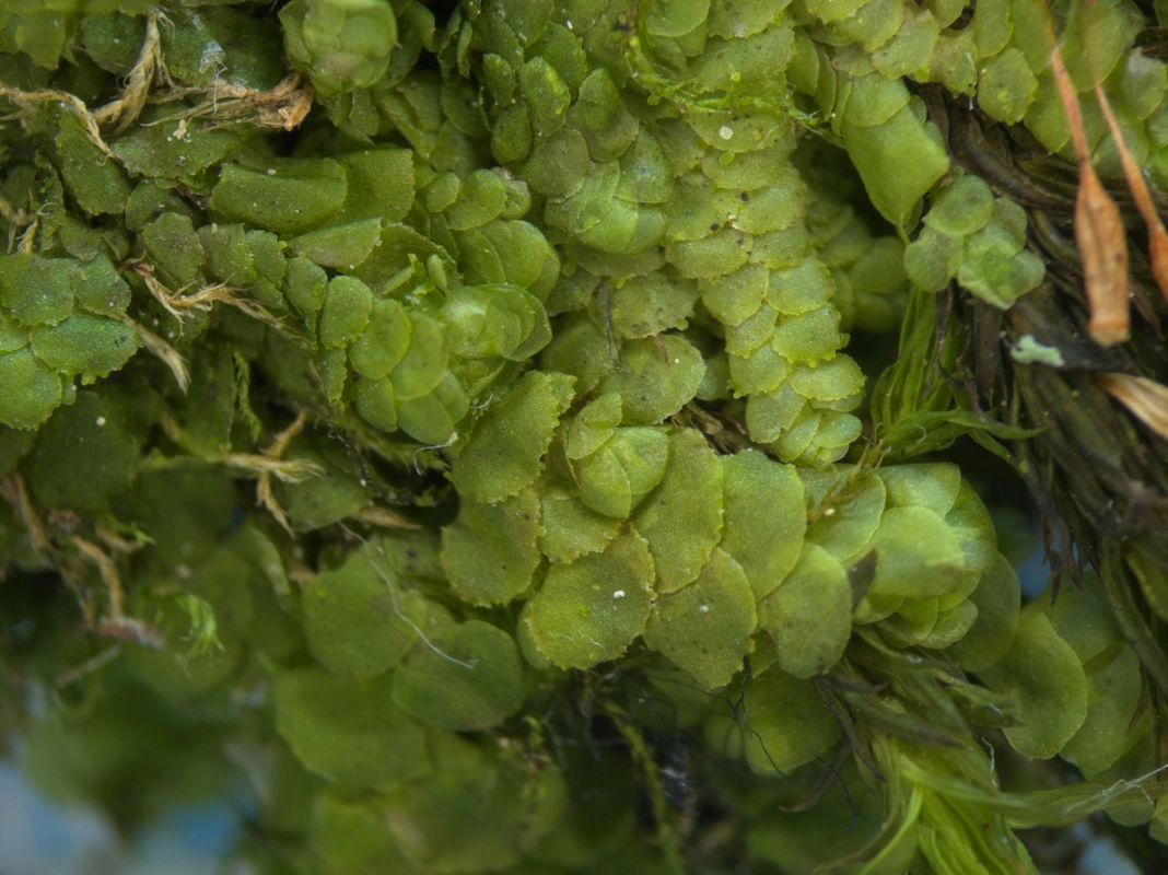 Image of Radula complanata specimen.