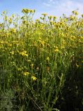 Senecio noeanus