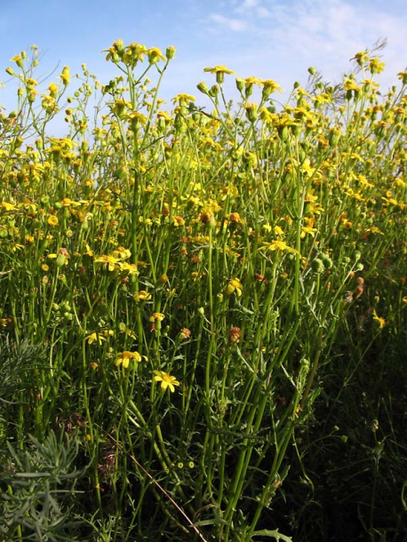 Изображение особи Senecio noeanus.