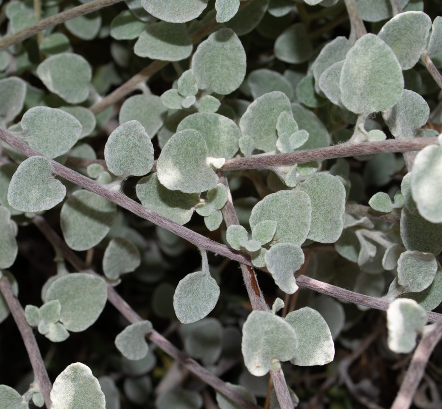Image of Helichrysum petiolare specimen.