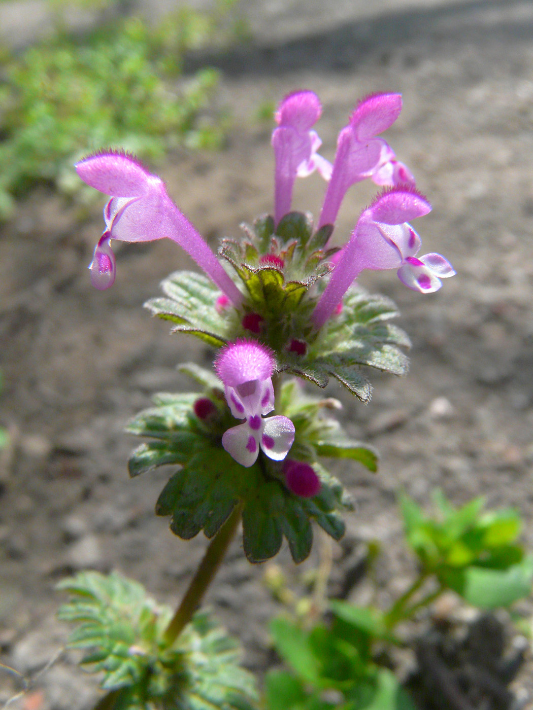 Image of Lamium amplexicaule specimen.