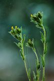 Madia glomerata