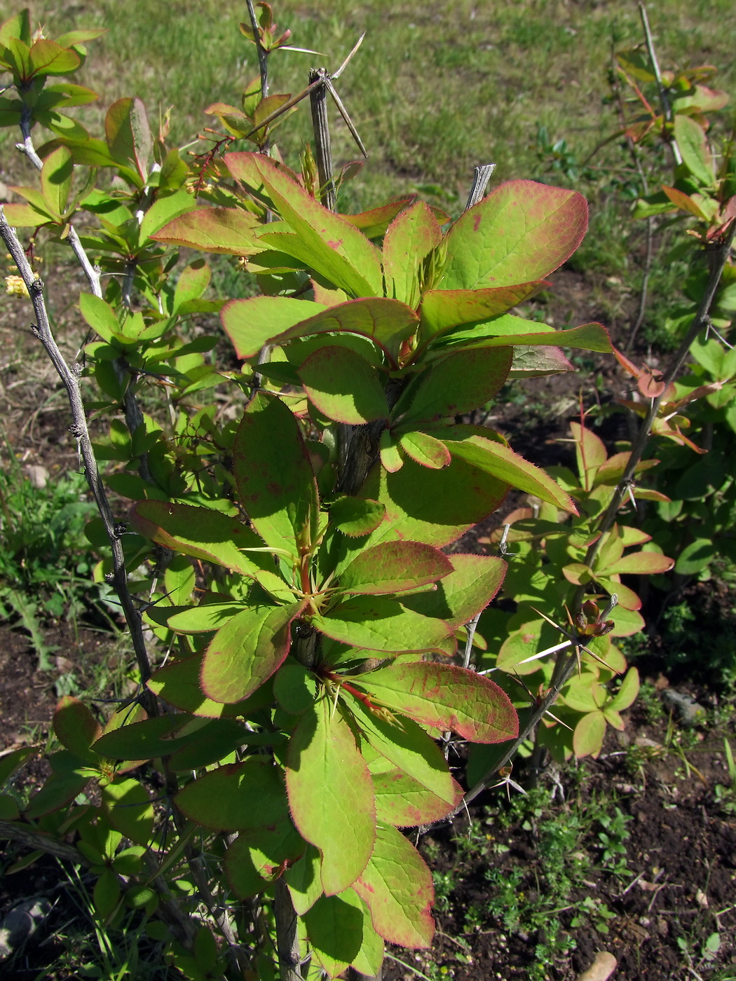 Image of Berberis vulgaris specimen.