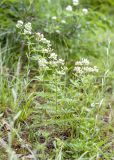 Dorycnium graecum