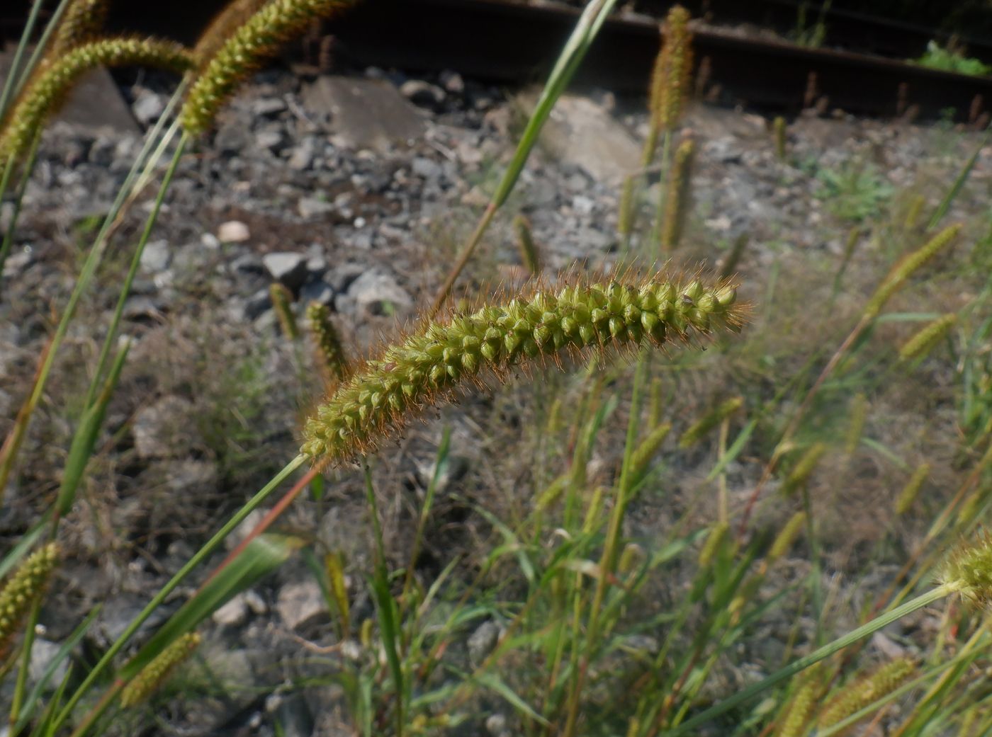 Image of Setaria pumila specimen.