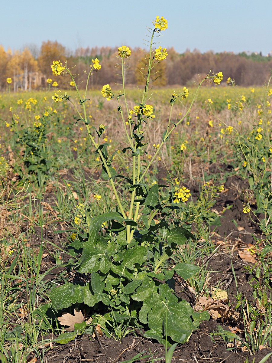 Изображение особи Brassica campestris.