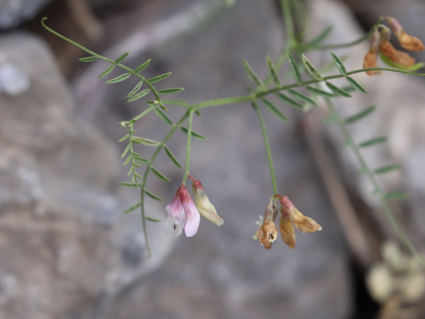 Изображение особи Vicia kokanica.