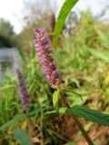 Elsholtzia densa