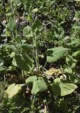 Doronicum pardalianches