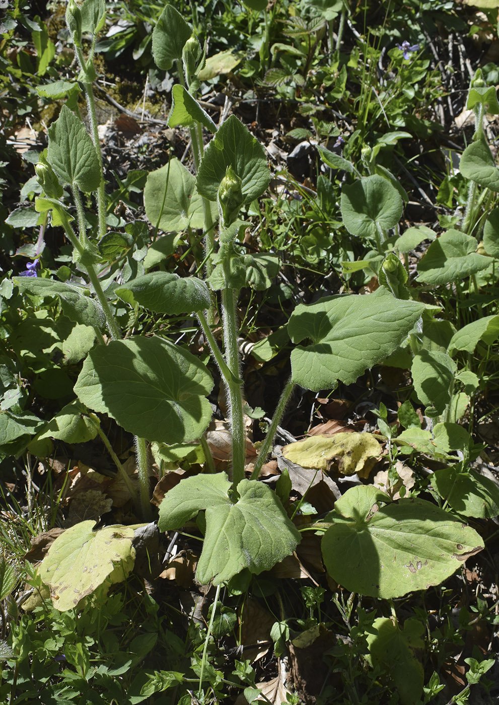 Изображение особи Doronicum pardalianches.