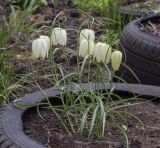 род Fritillaria