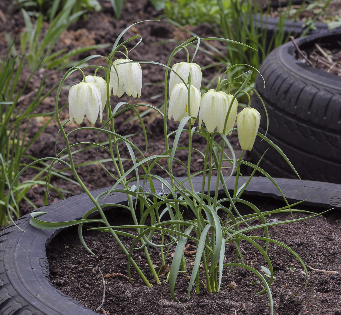 Изображение особи род Fritillaria.