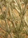 Artemisia semiarida. Часть веточки. Казахстан, Актюбинская обл., зимовка Таскора (по топооснове 200k - L40-05). 1 июля 2010 г.