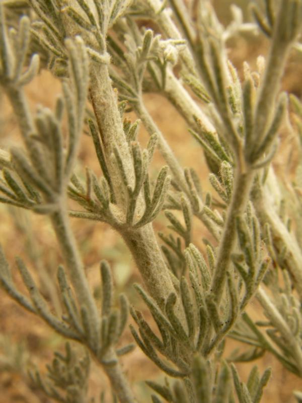 Image of Artemisia semiarida specimen.