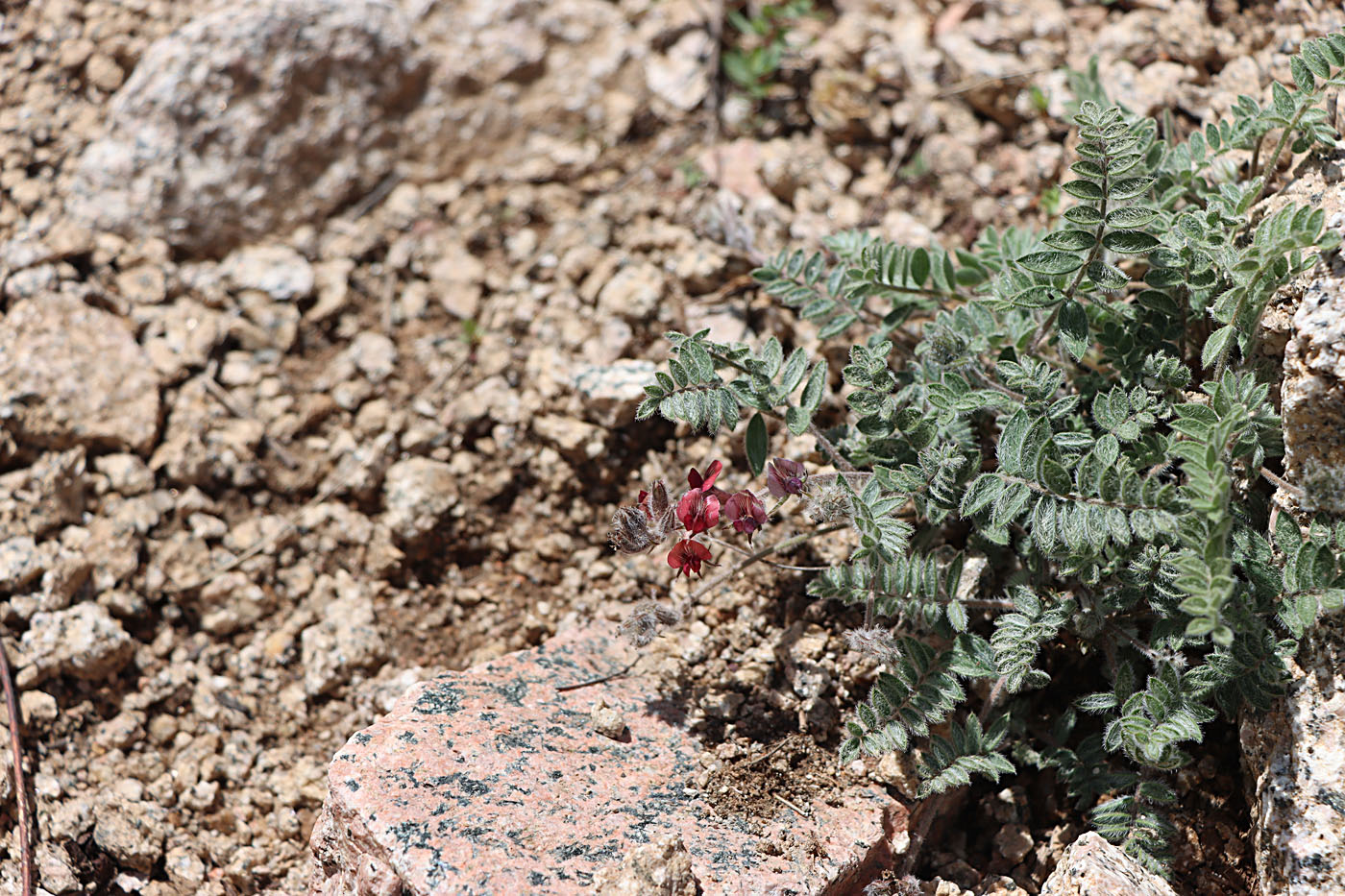 Image of Oxytropis submutica specimen.