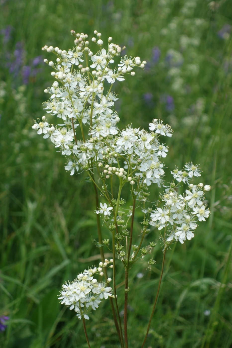 Image of Filipendula vulgaris specimen.