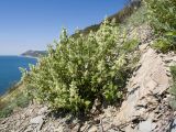 Stachys pubescens