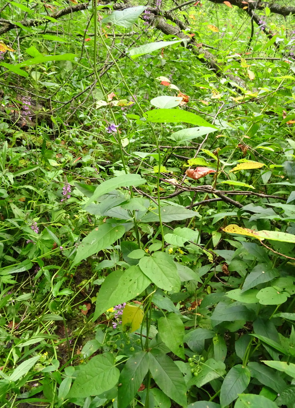 Изображение особи Solanum dulcamara.