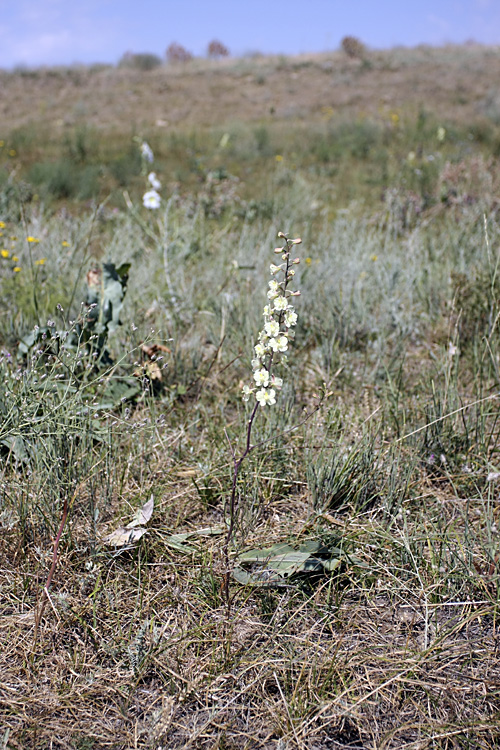 Image of Delphinium semibarbatum specimen.
