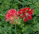 Anemone coronaria. Аномальные цветки. Израиль, Нижняя Галилея, г. Верхний Назарет, пустырь. 27.03.2022.