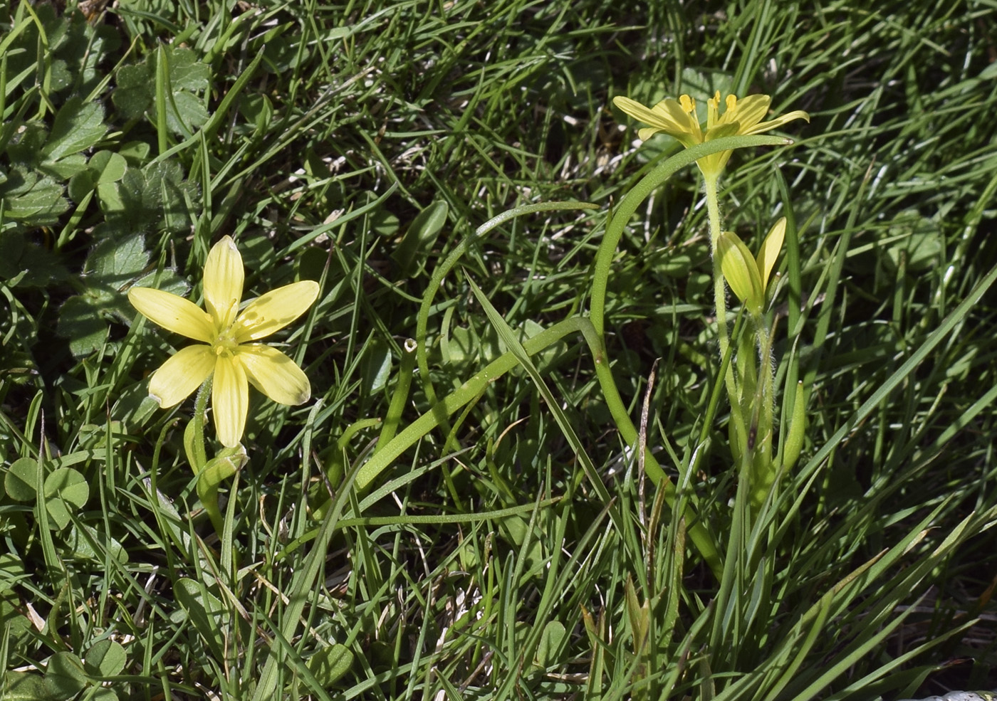 Изображение особи Gagea liotardii.