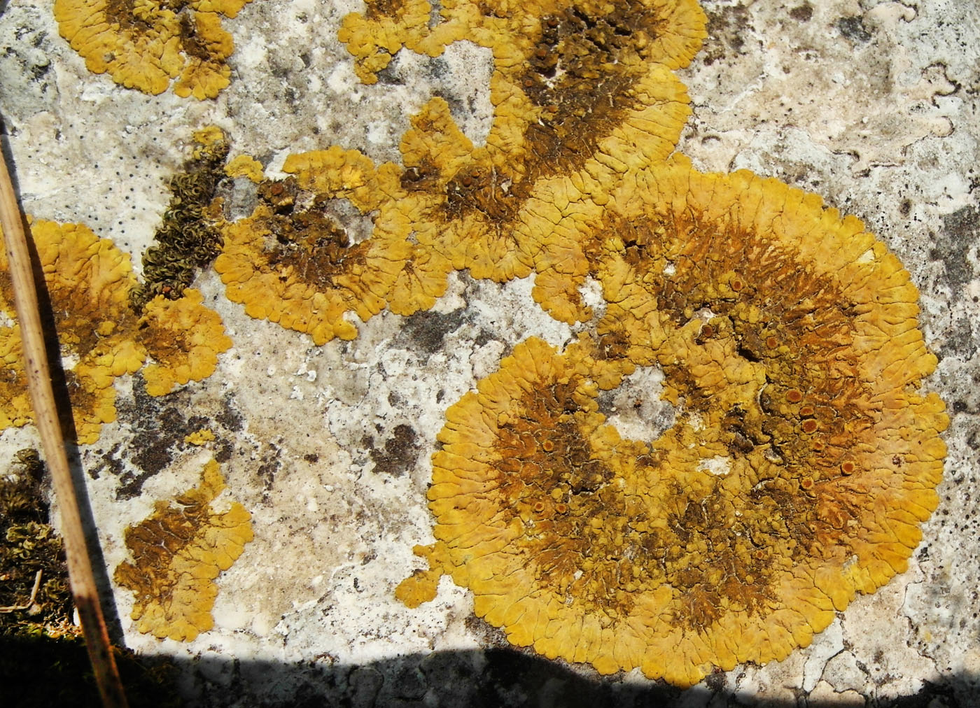 Image of Caloplaca aurantia specimen.