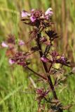 Pedicularis palustris