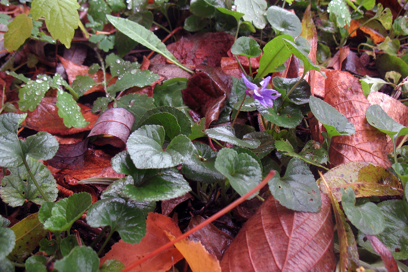 Image of Viola odorata specimen.