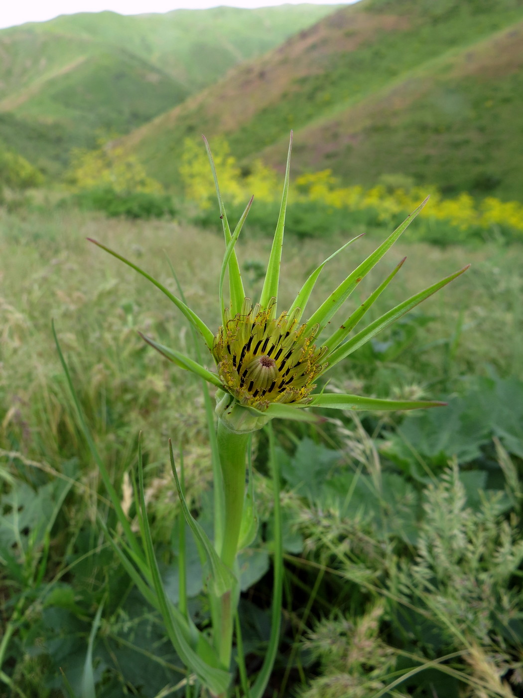 Image of Tragopogon capitatus specimen.