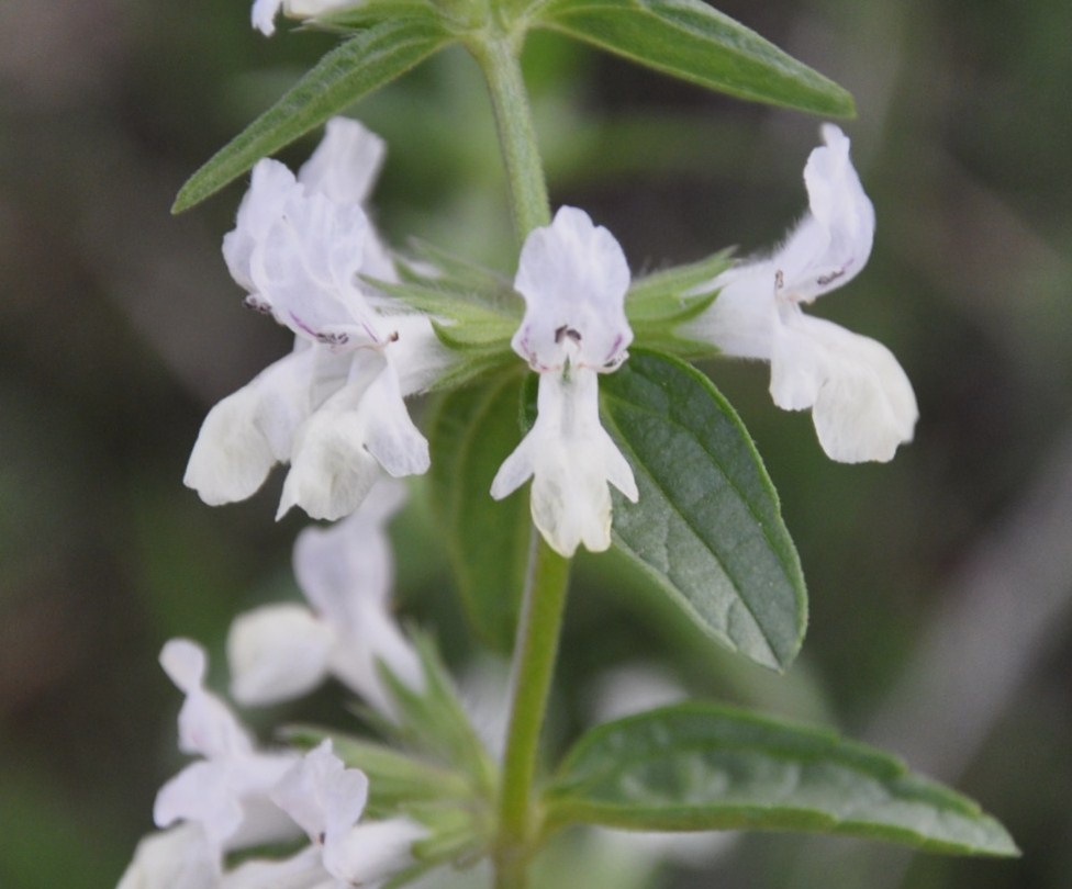 Изображение особи Stachys annua.