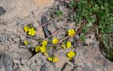 Potentilla gelida