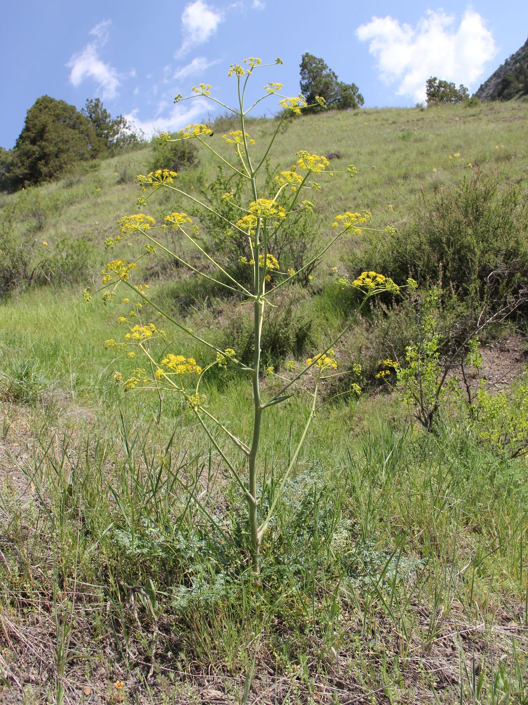 Изображение особи Ferula samarkandica.