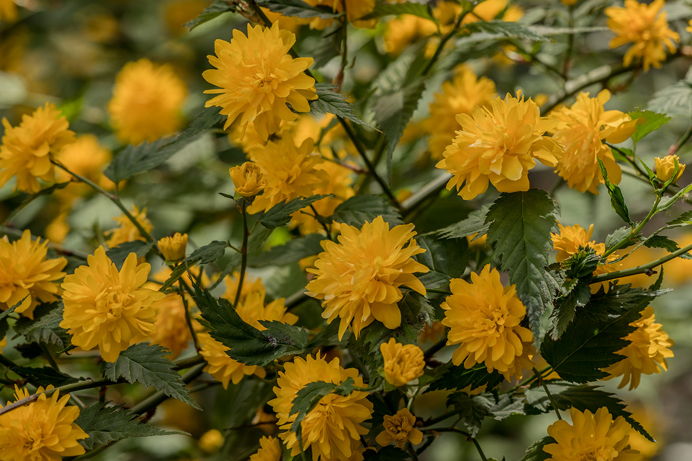 Image of Kerria japonica var. pleniflora specimen.