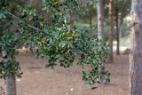 Quercus coccifera. Ветвь с плодами. Израиль, лесопарк Шоам. 11.12.2022.