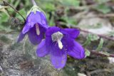 Campanula bellidifolia. Цветки. Ингушетия, Джейрахский р-н, перевал Цей-Лоам, ≈ 2200 м н.у.м., на выходе скалы. 23 июня 2022 г.