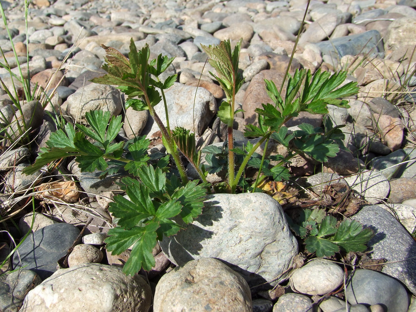 Image of Geum aleppicum specimen.