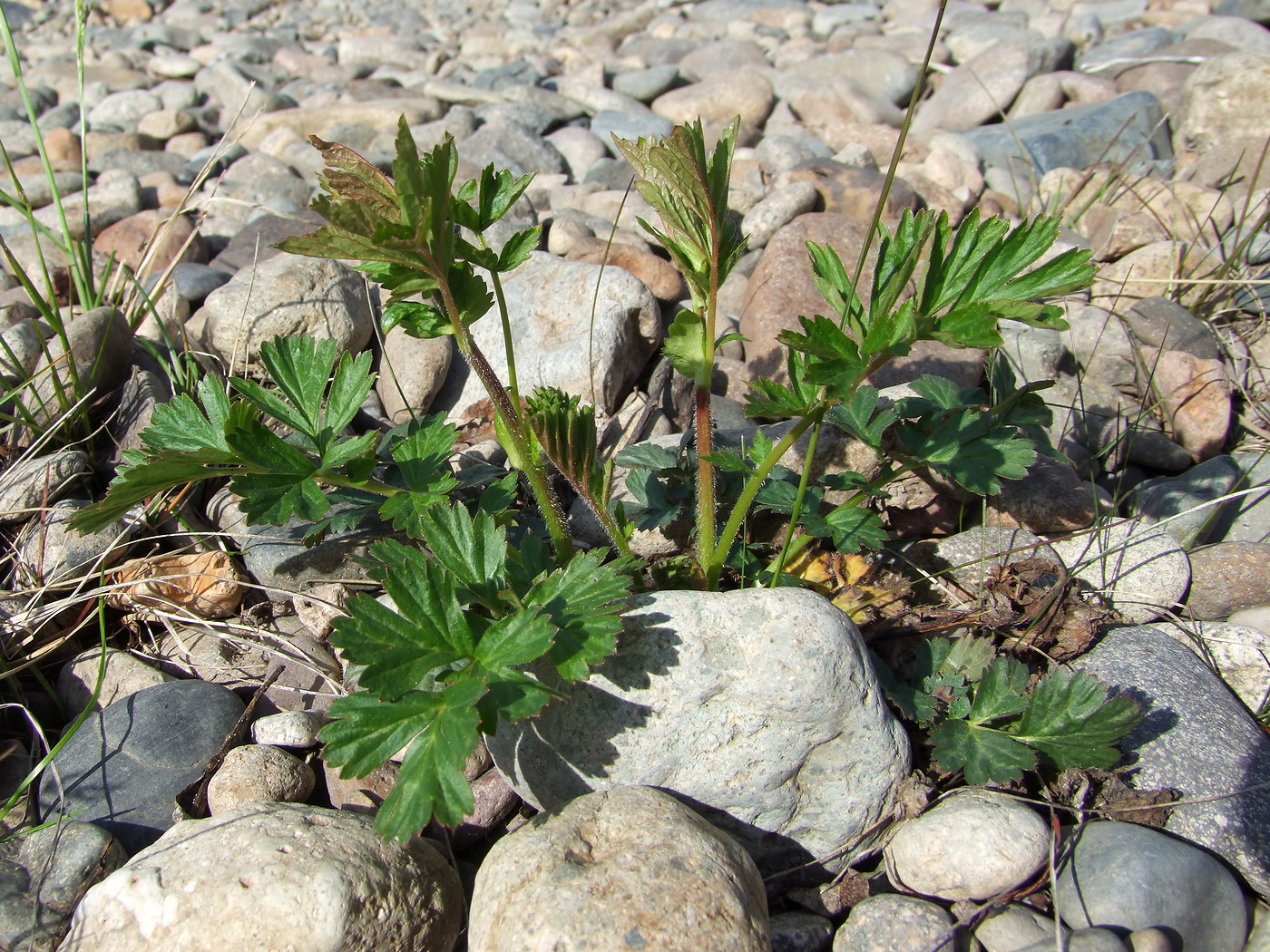 Изображение особи Geum aleppicum.