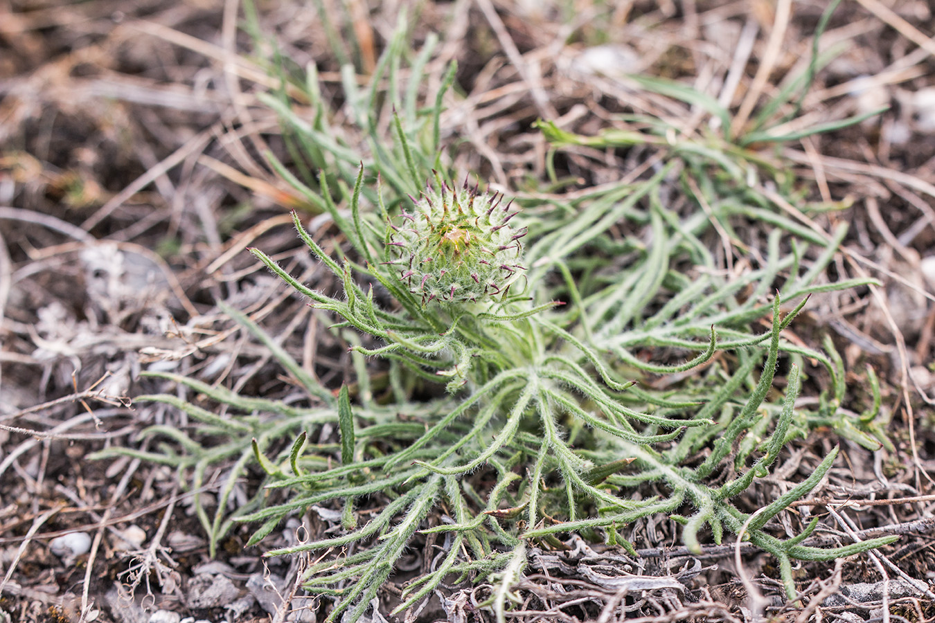 Image of genus Jurinea specimen.