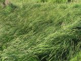 Carex aquatilis. Заросли. Архангельская обл., Вельский р-н, окр. пос. Усть-Шоноша, сыроватое местообитание близ ж. д. 30 июня 2010 г.