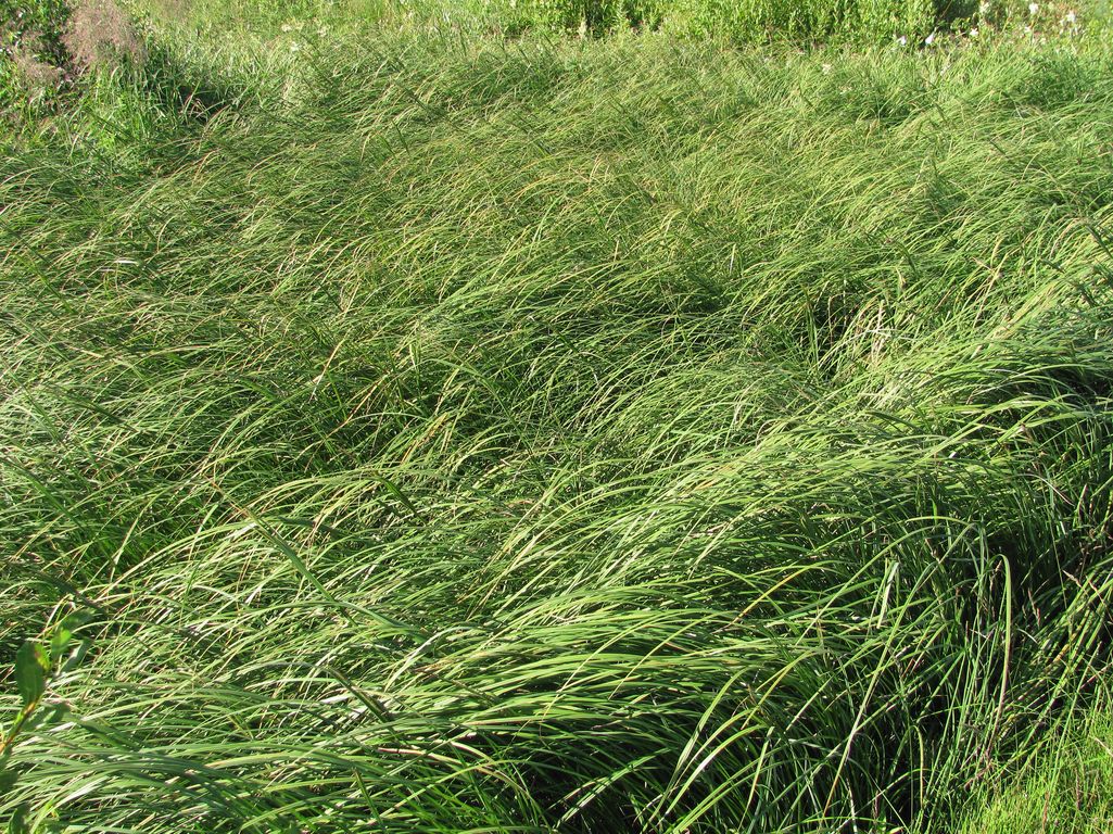 Image of Carex aquatilis specimen.