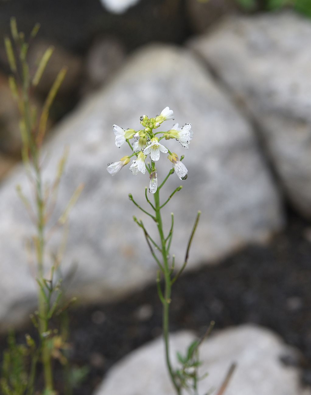 Изображение особи Cardamine tenera.