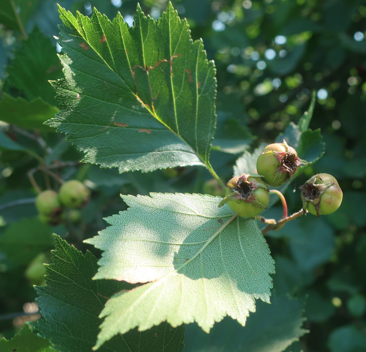 Изображение особи род Crataegus.