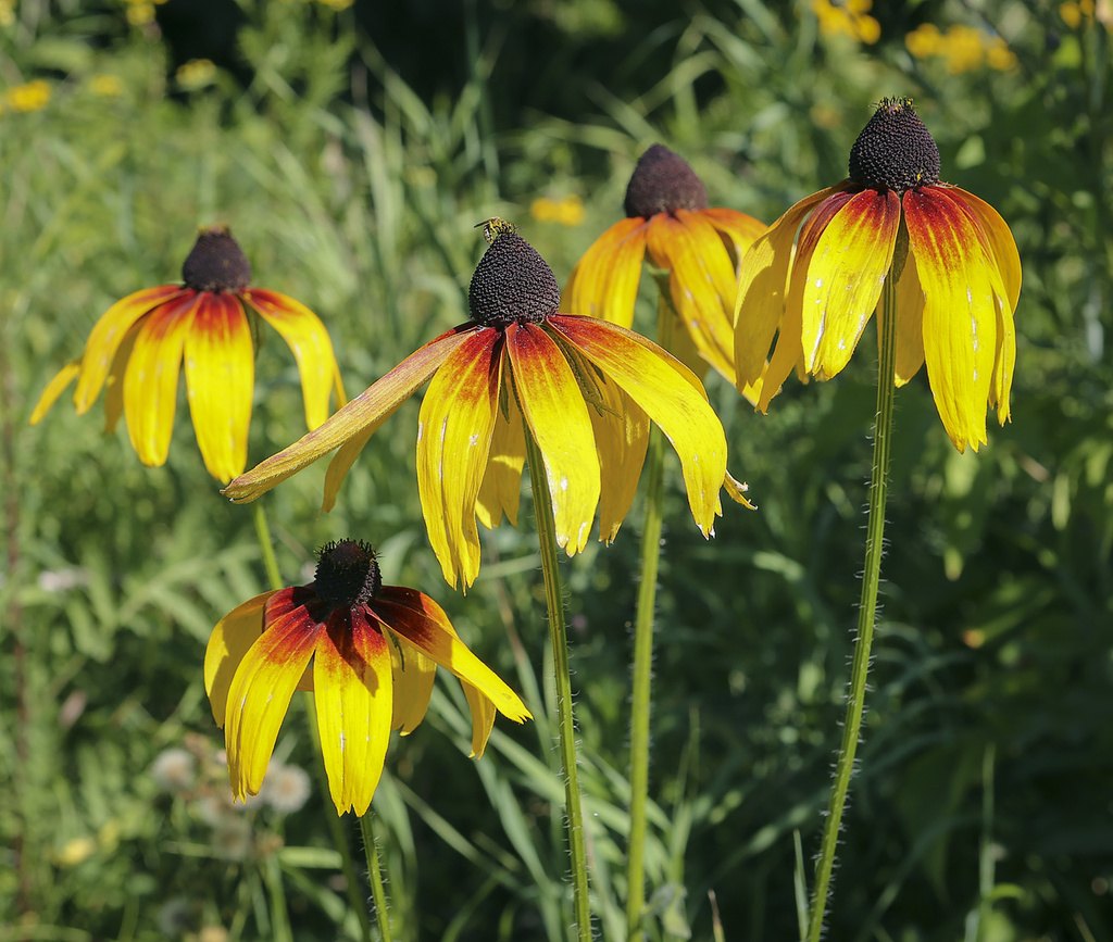 Изображение особи Rudbeckia hirta.