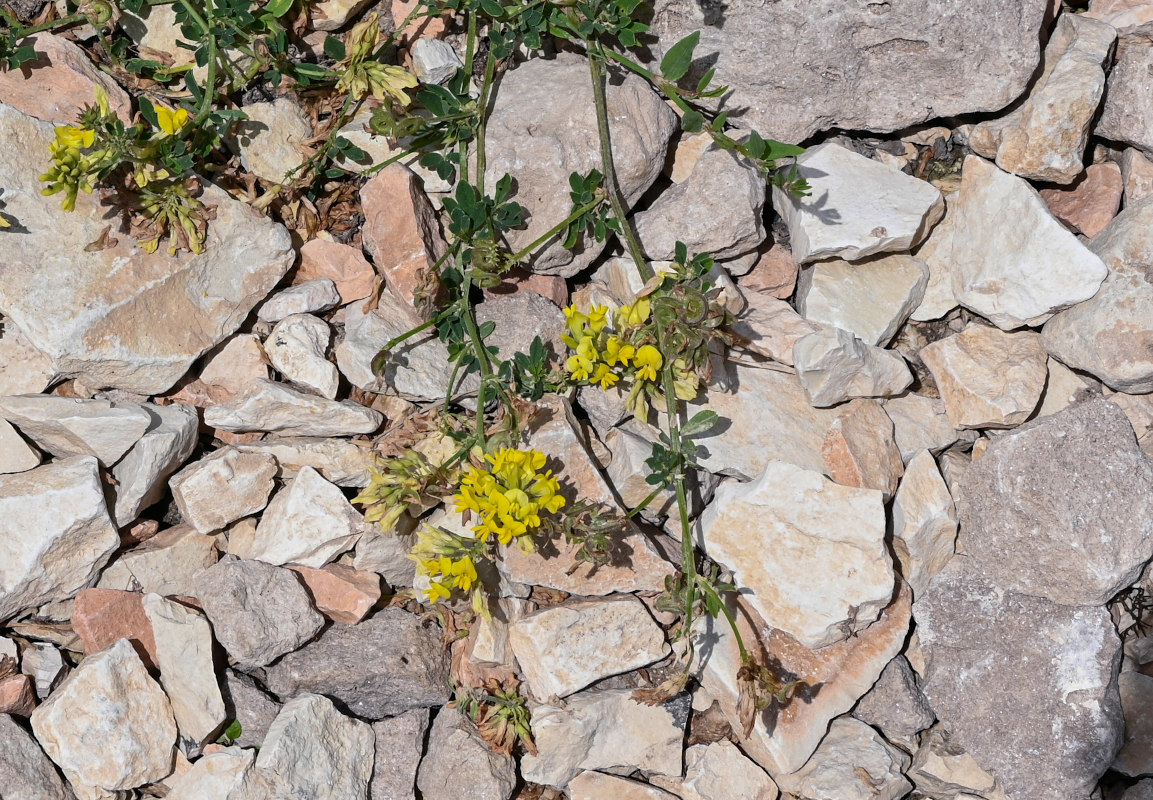 Image of genus Medicago specimen.