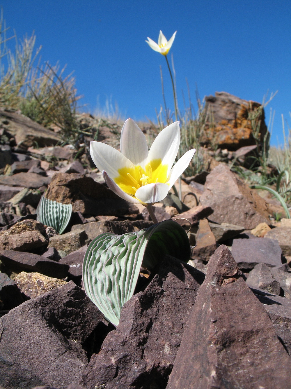 Image of Tulipa regelii specimen.